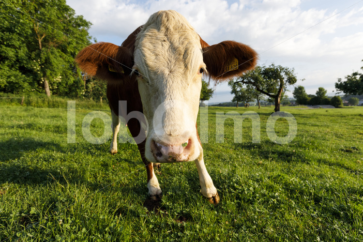 Milchkuh auf der Weide (Deutschland, Molkerei BGD) - lobOlmo Fair-Trade-Fotoarchiv