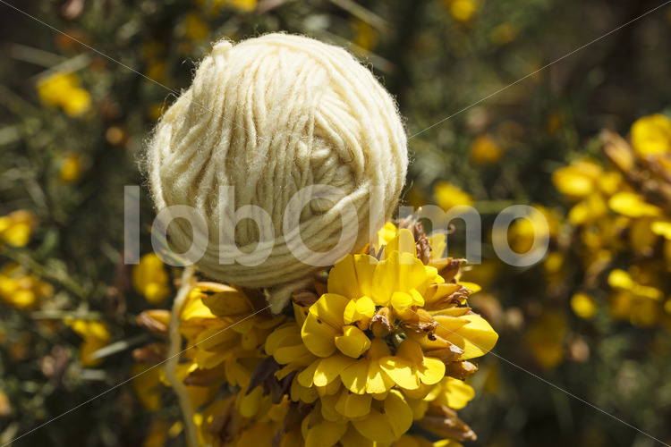 Mit Blüten gefärbte Schafwolle (Chile, Chol-Chol) - lobOlmo Fair-Trade-Fotoarchiv