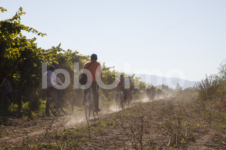 Mit Fair-Trade-Prämie finanzierte Fahrräder (Chile, Miguel Torres) - lobOlmo Fair-Trade-Fotoarchiv