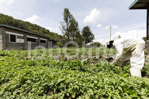 Mit Fair-Trade-Prämie finanzierter Garten (Kenia, Panda Flowers) - lobOlmo Fair-Trade-Fotoarchiv