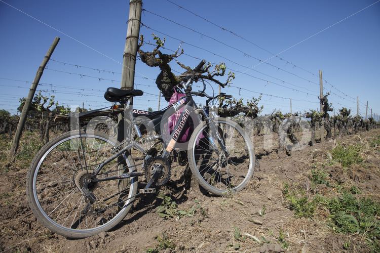 Mit Fair-Trade-Prämie finanziertes Fahrrad (Chile, Miguel Torres) - lobOlmo Fair-Trade-Fotoarchiv