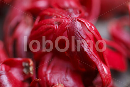 Muskatblüten vor dem Trocknen (Sri Lanka, SOFA/BioFoods) - lobOlmo Fair-Trade-Fotoarchiv