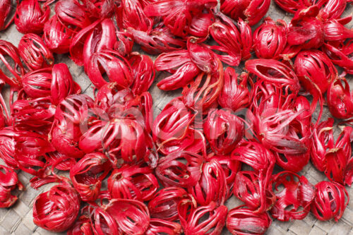 Muskatblüten vor dem Trocknen (Sri Lanka, SOFA/BioFoods) - lobOlmo Fair-Trade-Fotoarchiv