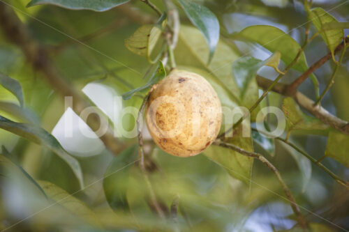 Muskatfrucht (Sri Lanka, SOFA/BioFoods) - lobOlmo Fair-Trade-Fotoarchiv