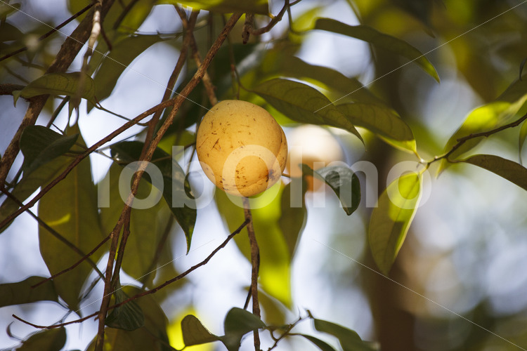 Muskatfrucht (Sri Lanka, SOFA/BioFoods) - lobOlmo Fair-Trade-Fotoarchiv