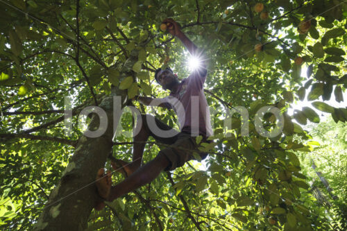 Muskatfruchternte (Sri Lanka, SOFA/BioFoods) - lobOlmo Fair-Trade-Fotoarchiv