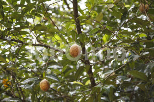 Muskatfrüchte (Sri Lanka, SOFA/BioFoods) - lobOlmo Fair-Trade-Fotoarchiv