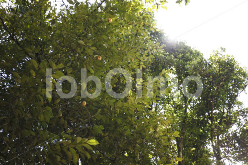 Muskatnussbaum (Sri Lanka, SOFA/BioFoods) - lobOlmo Fair-Trade-Fotoarchiv