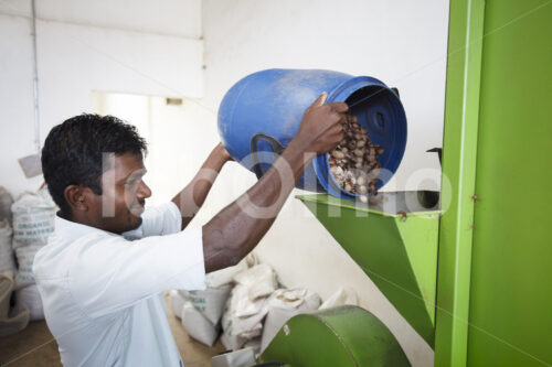 Öffnen von Muskatnüssen (Sri Lanka, SOFA/BioFoods) - lobOlmo Fair-Trade-Fotoarchiv