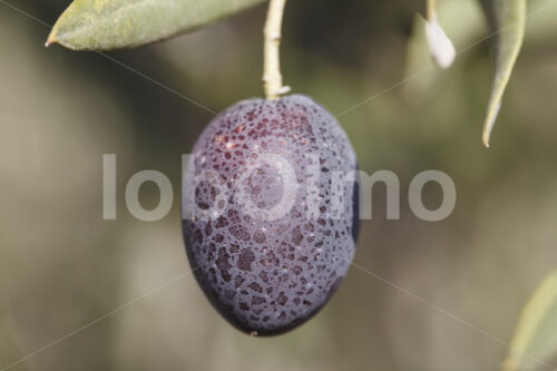 Olive (Palästina, CANAAN) - lobOlmo Fair-Trade-Fotoarchiv