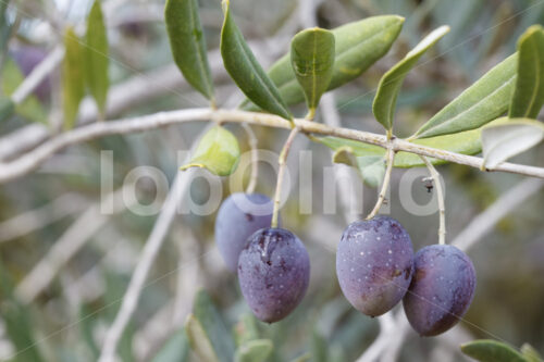 Oliven (Palästina, CANAAN) - lobOlmo Fair-Trade-Fotoarchiv
