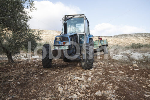 Olivenernte (Palästina, CANAAN) - lobOlmo Fair-Trade-Fotoarchiv