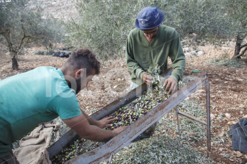 Olivenernte (Palästina, CANAAN) - lobOlmo Fair-Trade-Fotoarchiv