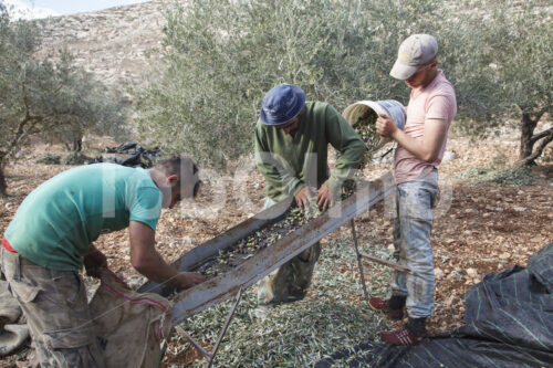 Olivenernte (Palästina, CANAAN) - lobOlmo Fair-Trade-Fotoarchiv