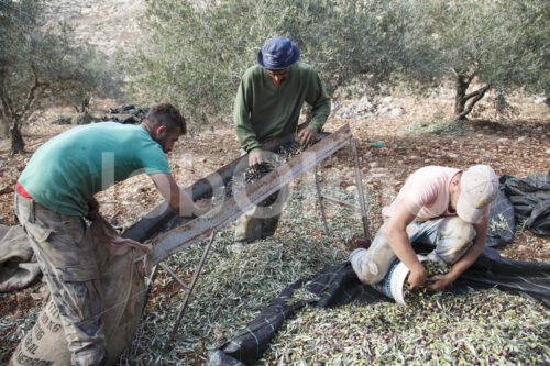 Olivenernte (Palästina, CANAAN) - lobOlmo Fair-Trade-Fotoarchiv