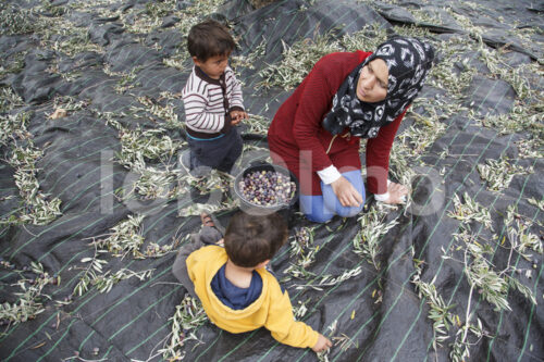 Olivenernte (Palästina, CANAAN) - lobOlmo Fair-Trade-Fotoarchiv