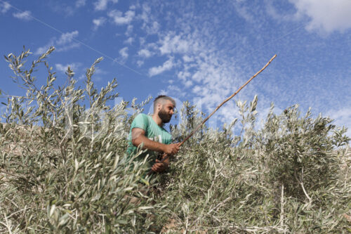 Olivenernte (Palästina, CANAAN) - lobOlmo Fair-Trade-Fotoarchiv