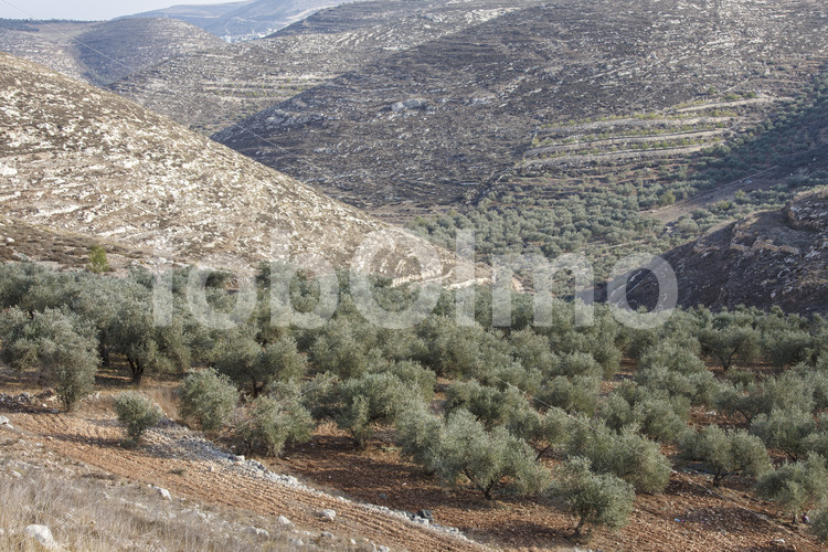 Olivenhain (Palästina, CANAAN) - lobOlmo Fair-Trade-Fotoarchiv