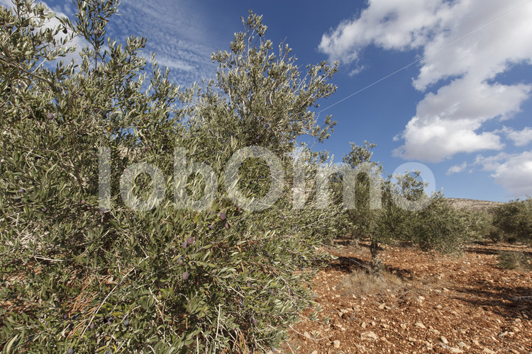 Olivenhain (Palästina, CANAAN) - lobOlmo Fair-Trade-Fotoarchiv