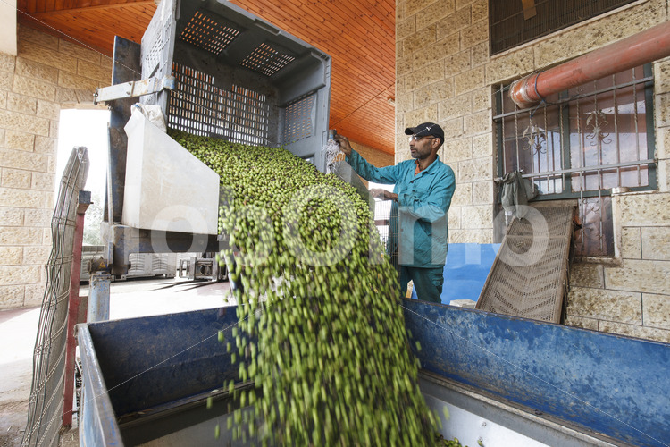 Olivenölherstellung (Palästina, CANAAN) - lobOlmo Fair-Trade-Fotoarchiv