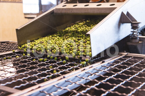 Olivenölherstellung (Palästina, CANAAN) - lobOlmo Fair-Trade-Fotoarchiv