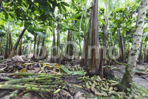 Organische Düngung eines Banenenfelds (Ecuador, UROCAL) - lobOlmo Fair-Trade-Fotoarchiv