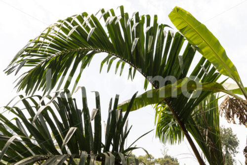 Palmblätter (Uganda, Bwindi Handmade) - lobOlmo Fair-Trade-Fotoarchiv