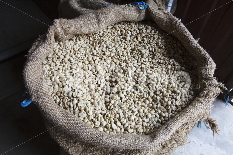 Pergamentkaffee (Peru, COCLA) - lobOlmo Fair-Trade-Fotoarchiv