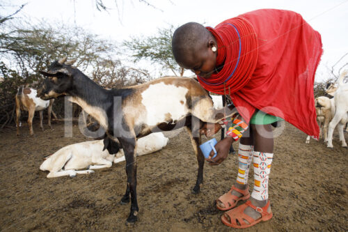 Perlenweberin beim Melken (Kenia, BeadWORKS) - lobOlmo Fair-Trade-Fotoarchiv