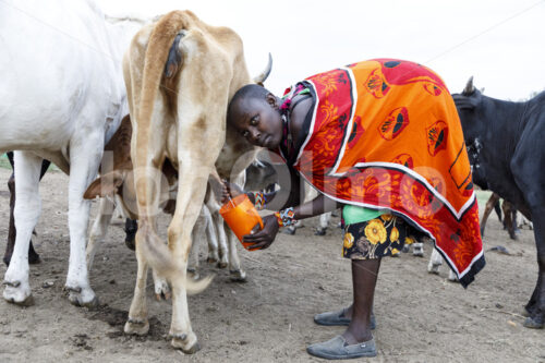 Perlenweberin beim Melken (Kenia, Maasai Brand) - lobOlmo Fair-Trade-Fotoarchiv