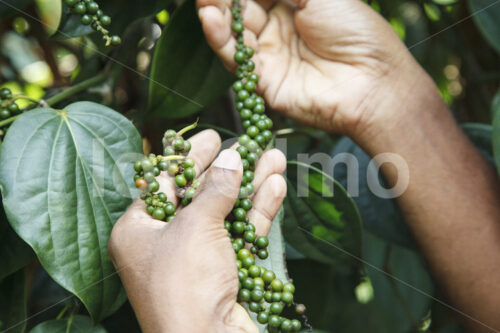 Pfefferernte (Sri Lanka, PODIE) - lobOlmo Fair-Trade-Fotoarchiv