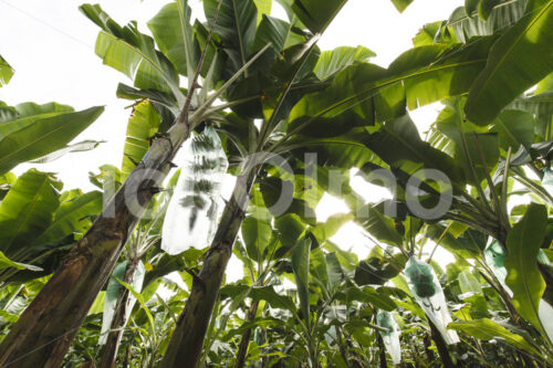 Pflanzenschutz im Bananenfeld (Ecuador, UROCAL) - lobOlmo Fair-Trade-Fotoarchiv