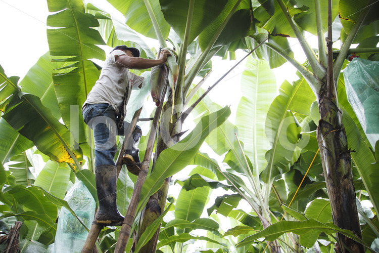 Pflanzenschutz im Bananenfeld (Ecuador, UROCAL) - lobOlmo Fair-Trade-Fotoarchiv