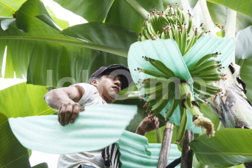 Pflanzenschutz im Bananenfeld (Ecuador, UROCAL) - lobOlmo Fair-Trade-Fotoarchiv