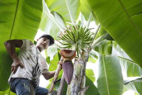 Pflanzenschutz im Bananenfeld (Ecuador, UROCAL) - lobOlmo Fair-Trade-Fotoarchiv