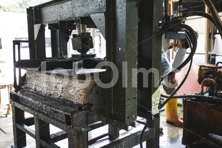 Pressen von Elefantenkot-Papier (Sri Lanka, MAXIMUS) - lobOlmo Fair-Trade-Fotoarchiv