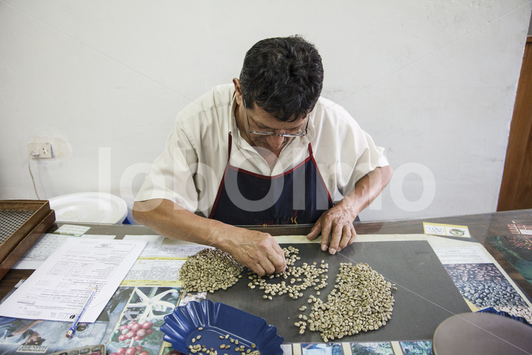 Qualitätskontrolle des Rohkaffees (Peru, COCLA) - lobOlmo Fair-Trade-Fotoarchiv