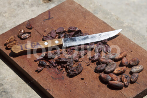 Qualitätskontrolle des Rohkakaos (Belize, TCGA) - lobOlmo Fair-Trade-Fotoarchiv