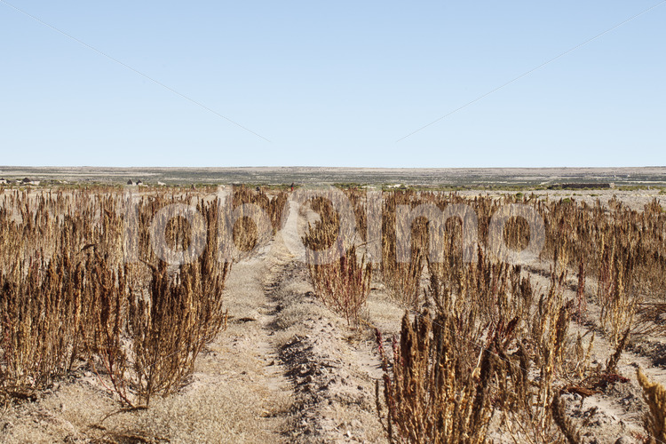 Quinoafeld (Bolivien, ANAPQUI) - lobOlmo Fair-Trade-Fotoarchiv