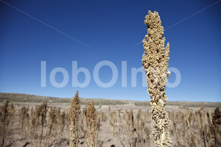 Quinoafeld (Bolivien, ANAPQUI) - lobOlmo Fair-Trade-Fotoarchiv