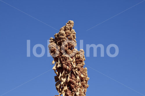 Quinoapflanze (Bolivien, ANAPQUI) - lobOlmo Fair-Trade-Fotoarchiv