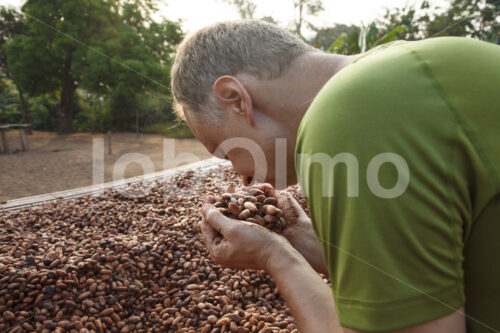 Riechen fermentierter Kakaobohnen (Ghana, Kuapa Kokoo) - lobOlmo Fair-Trade-Fotoarchiv