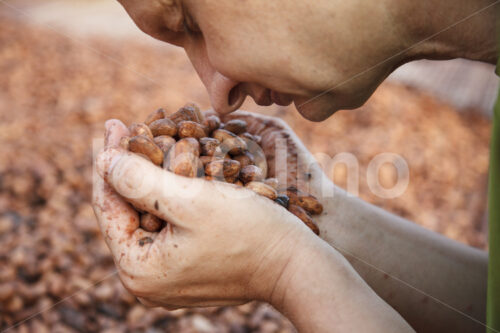 Riechen fermentierter Kakaobohnen (Ghana, Kuapa Kokoo) - lobOlmo Fair-Trade-Fotoarchiv