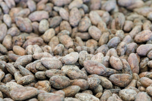 Rohkakao (Bolivien, EL CEIBO) - lobOlmo Fair-Trade-Fotoarchiv