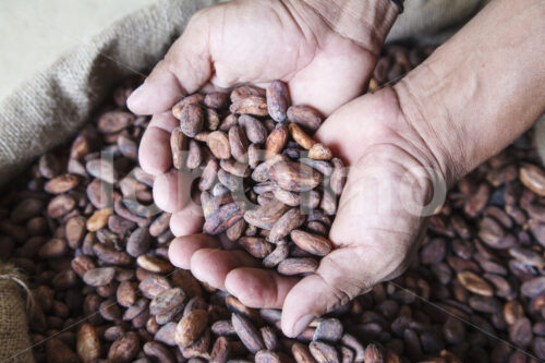 Rohkakao (Ecuador, UROCAL) - lobOlmo Fair-Trade-Fotoarchiv