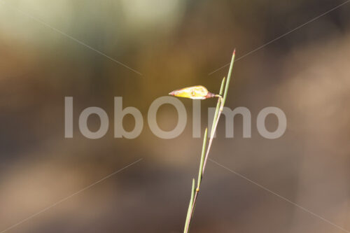 Rooibos-Blüte (Südafrika, Heiveld) - lobOlmo Fair-Trade-Fotoarchiv