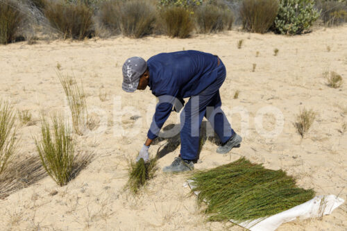 Rooibos-Ernte (Südafrika, Heiveld) - lobOlmo Fair-Trade-Fotoarchiv