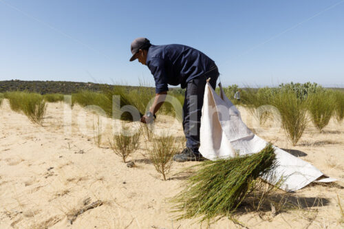 Rooibos-Ernte (Südafrika, Heiveld) - lobOlmo Fair-Trade-Fotoarchiv