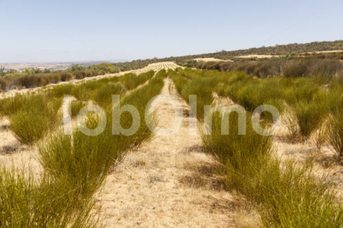 Rooibos-Feld (Südafrika, Heiveld) - lobOlmo Fair-Trade-Fotoarchiv