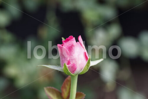 Rose (Kenia, Panda Flowers) - lobOlmo Fair-Trade-Fotoarchiv